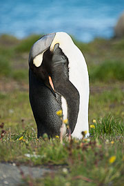 Picture 'Ant1_1_01350 Aptenodytes Patagonicus, King Penguin, Penguin, Antarctica and sub-Antarctic islands, South Georgia, Grytviken'